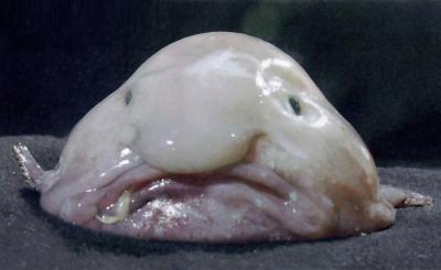 Прикрепленное изображение: blobfish1.jpg